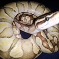 kylesreptiles's Avatar