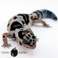geckobabies's Avatar