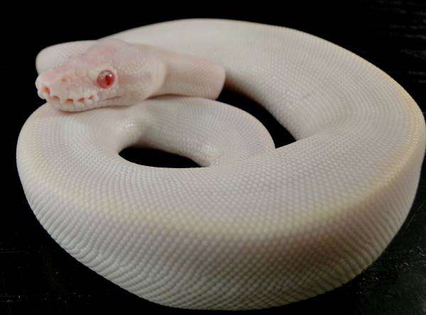 let at håndtere Formand Luftpost Albino Super Mojave aka Cherry Bomb, Red Eye Lucy Updated pics