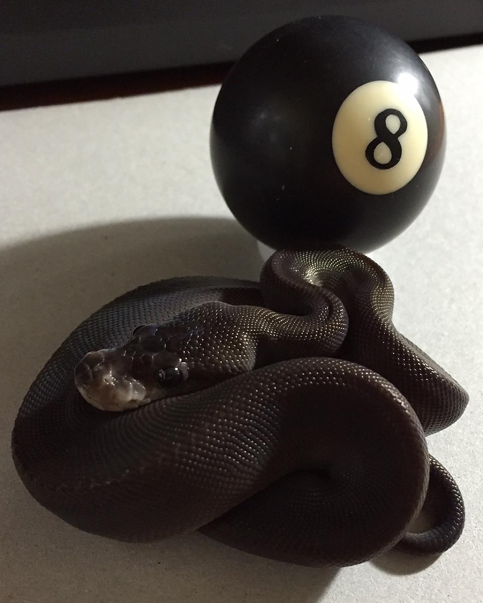 My 8 Ball (Super Black Pastel)