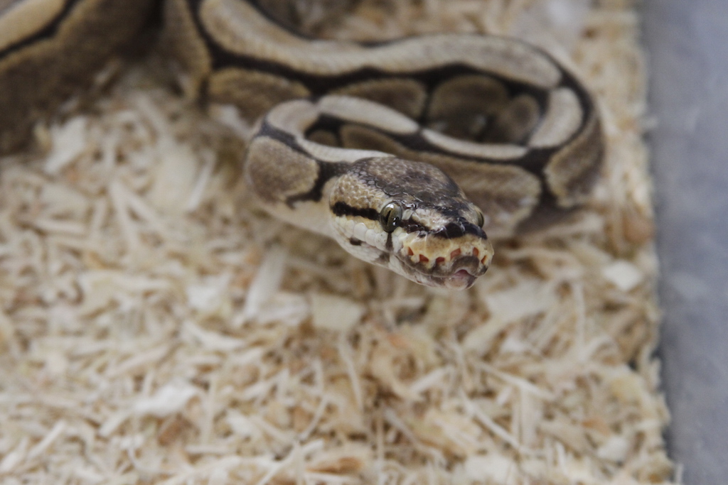 Rate The Ball Python Above You* - Page 37