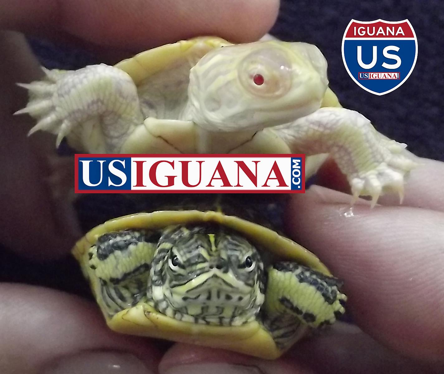 iguana net