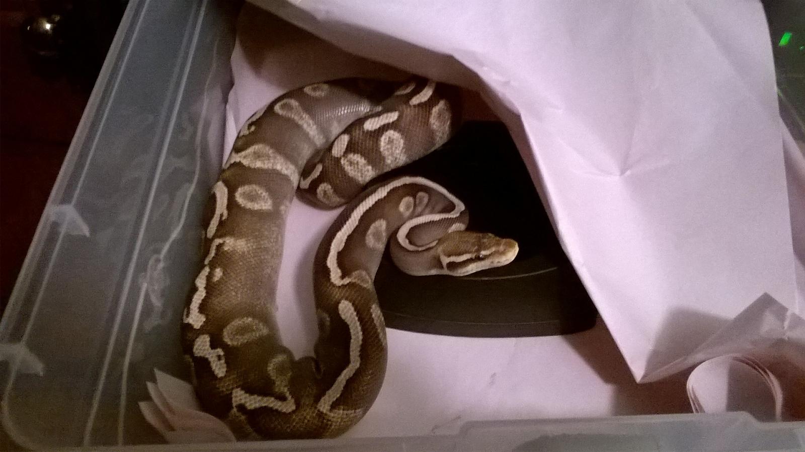 paper bedding for snakes