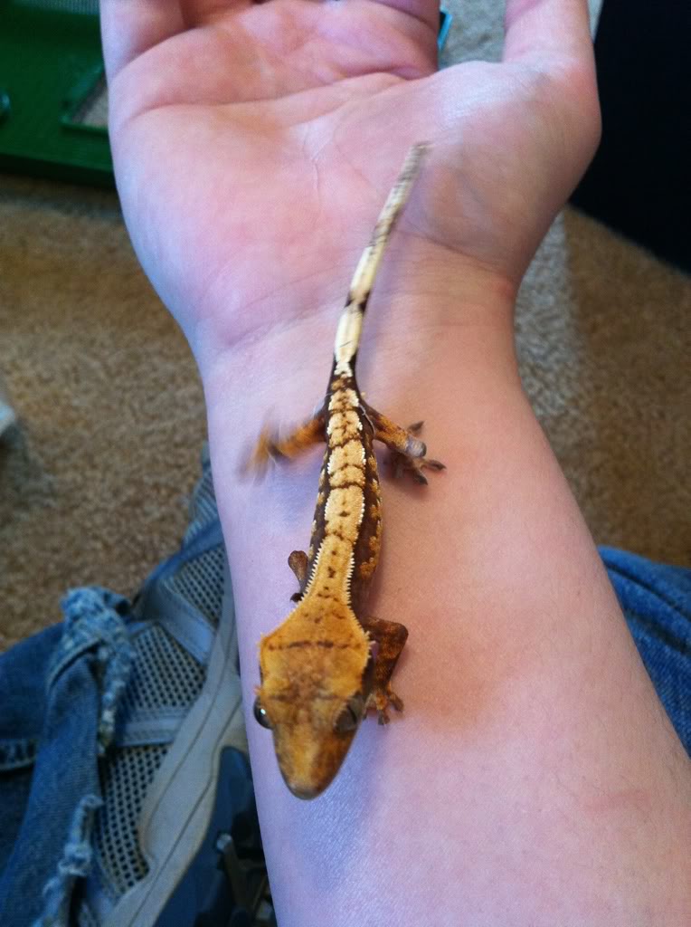 Crested gecko morph pricing at expo
