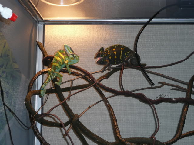 Need some Chameleon cage/setup advice! - Page 3