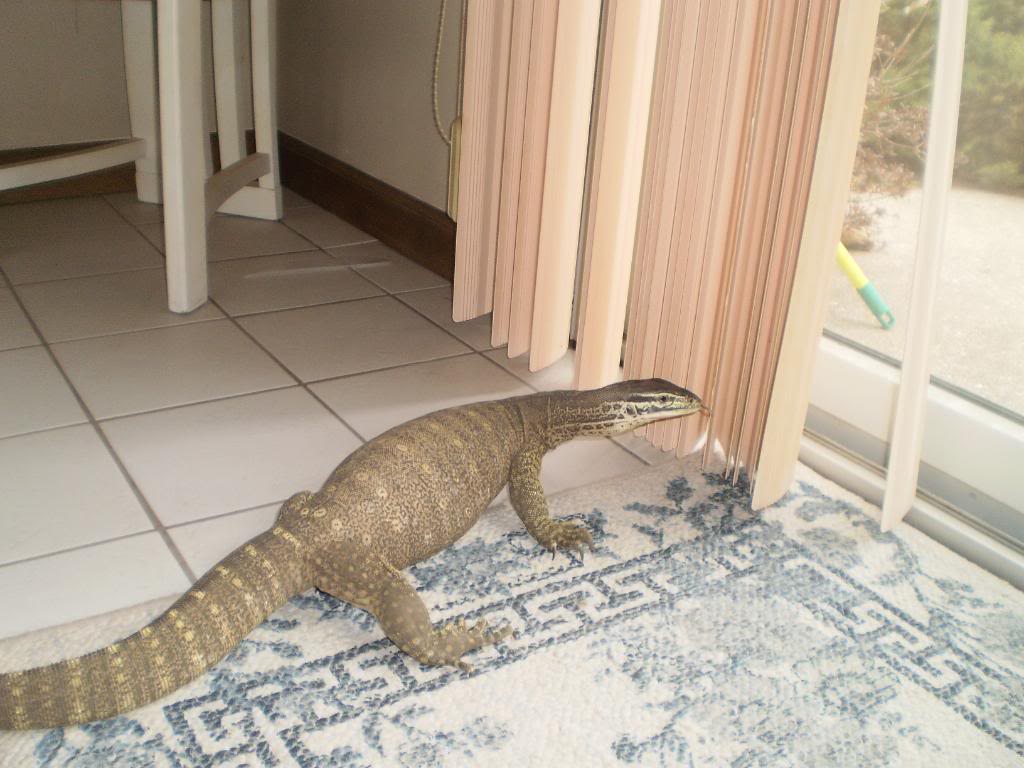 some-argus-monitor-pics