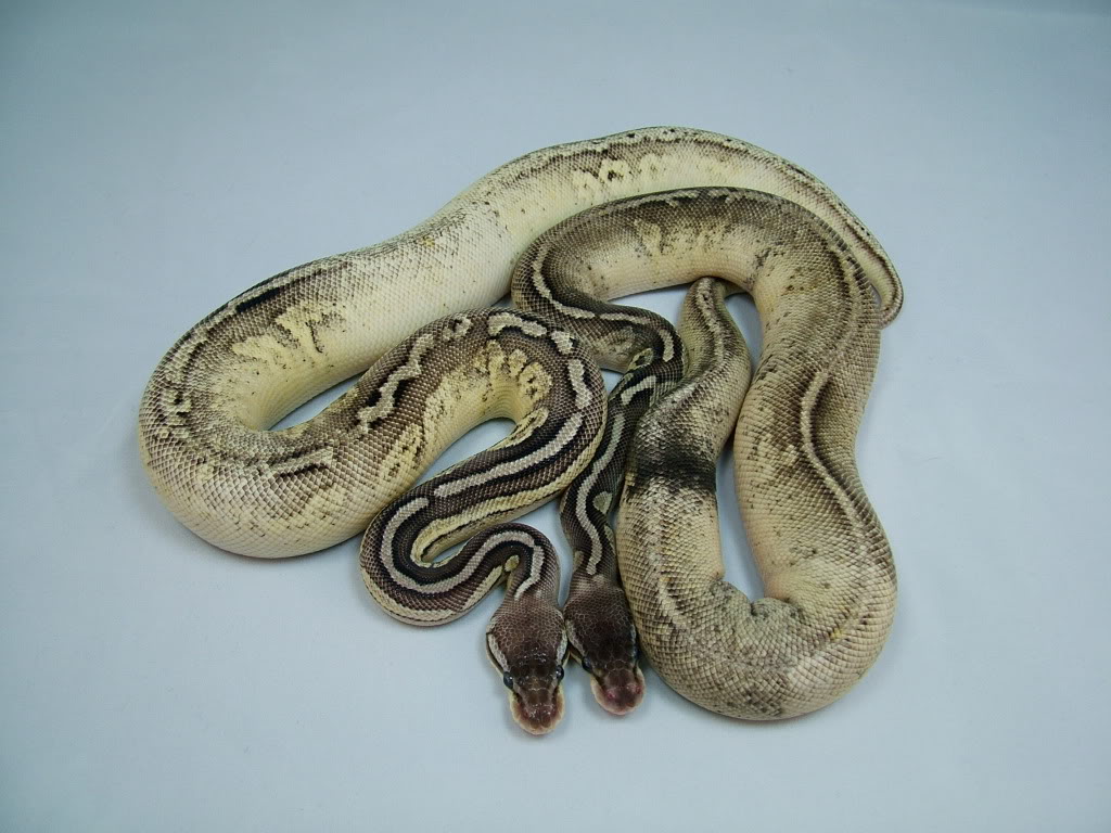Rare Ball Python morphs. 2011-2012 available.
