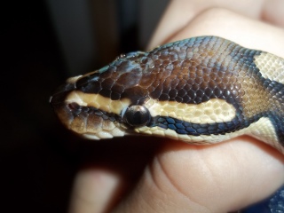 My ball python has some white thing on his eye (Not shed 