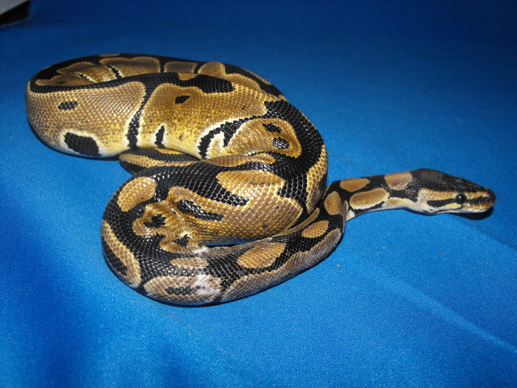 White spots on my Ball Python