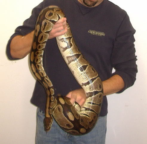 Adult Female Ball Python 4