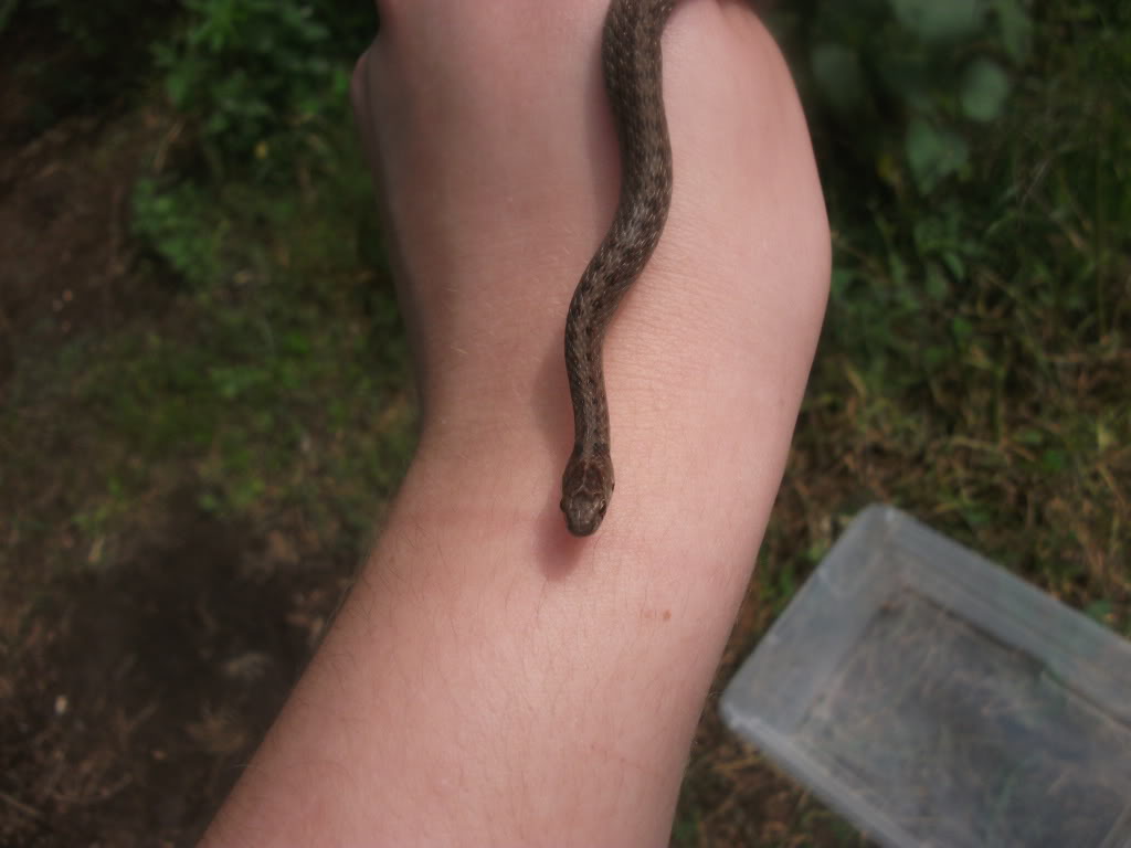 baby brown snake...