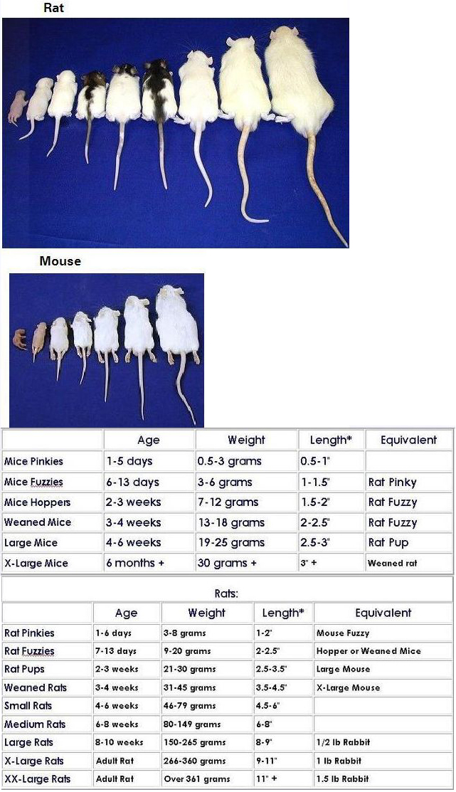 Mouse/Rat Size and Comparison Chart