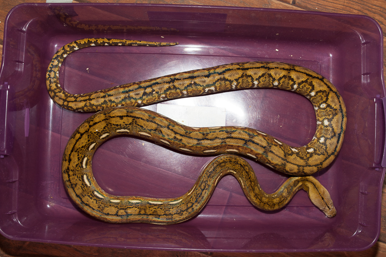 Super Dwarf Reticulated Python Care and Information