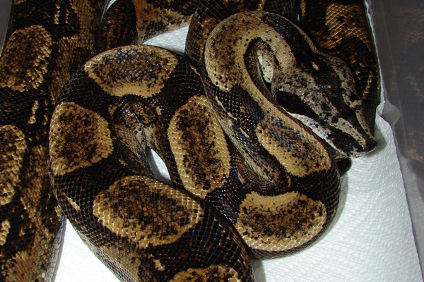 boa vs python midget