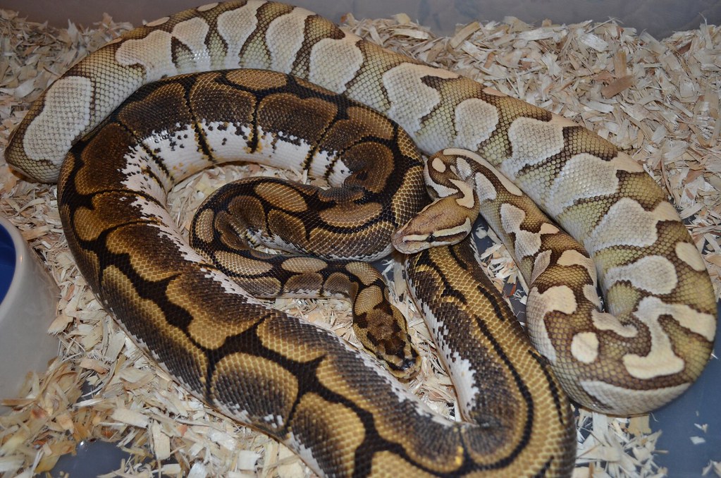 Biggest Morph Ball Python - Page 2