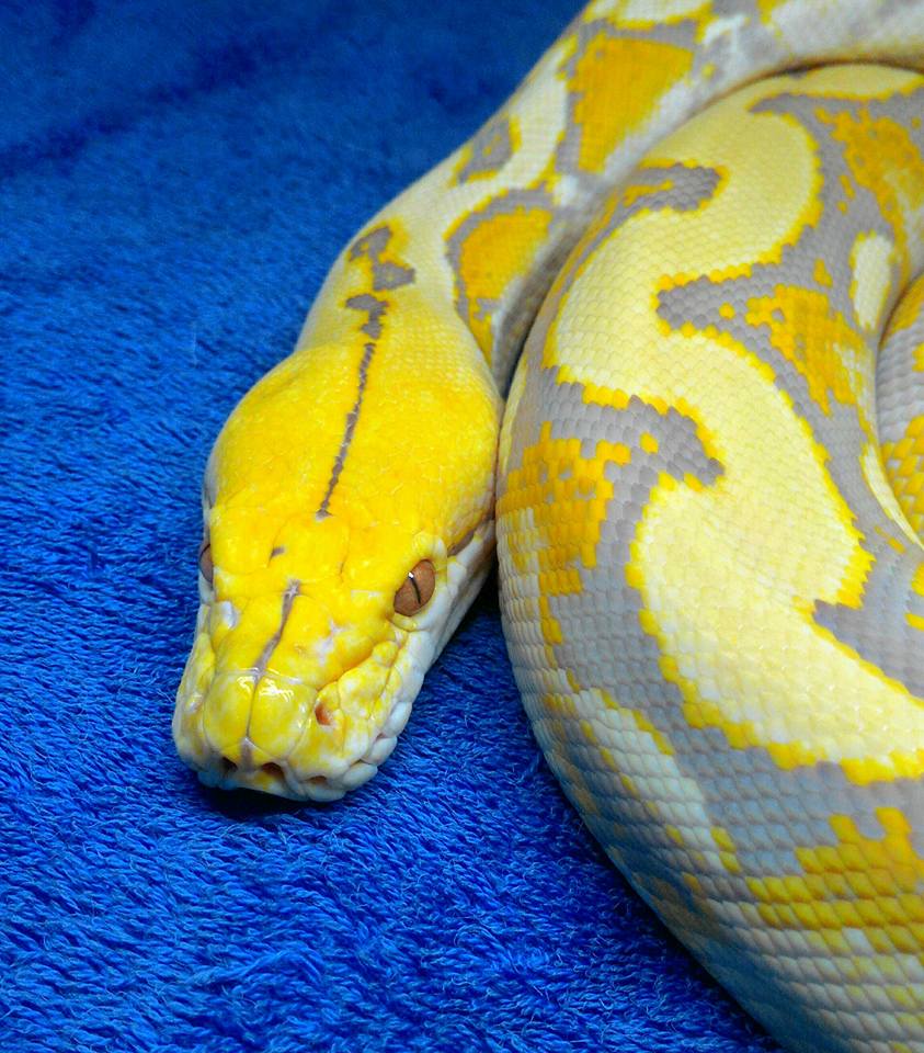 Retic update pics