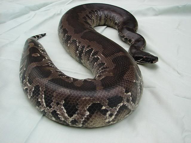 Black Blood Python For Sale