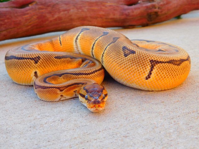 Super orange dream pinstripe