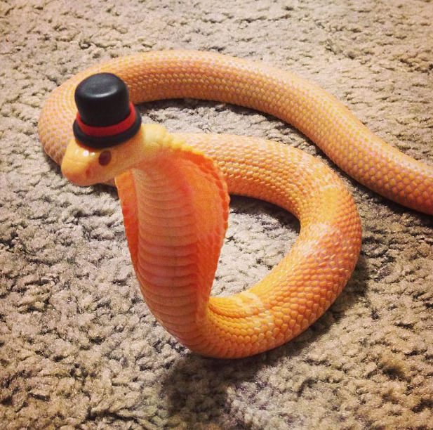 cute ball python with hat