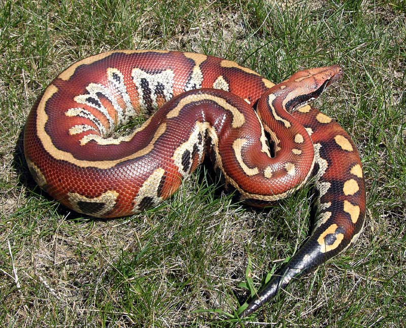 How much did you pay for your blood python 