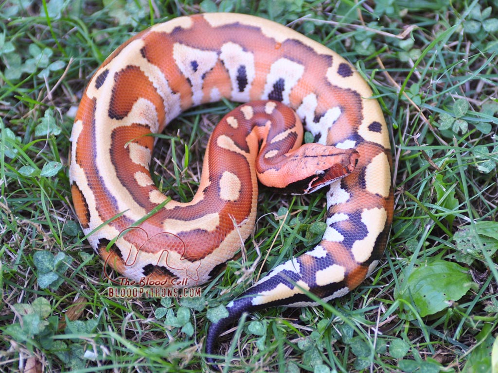 Snakes in the grass...