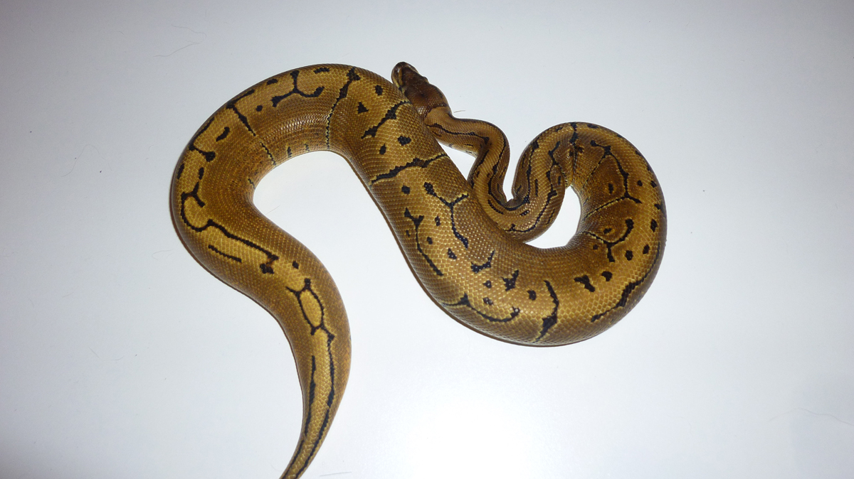 Ball Python Collection for sale 8 snakes.