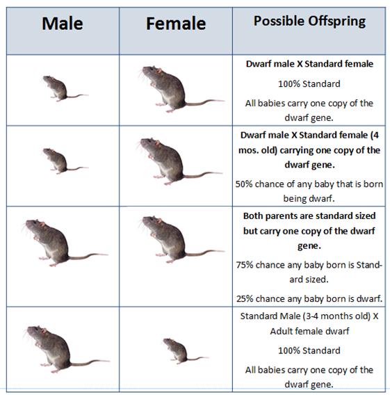 Dwarf Rats Question
