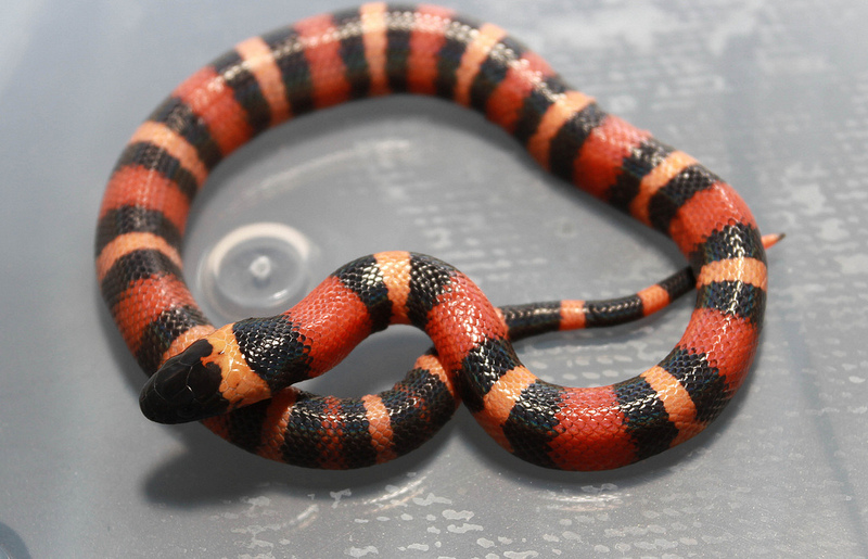 apricot pueblan milksnake