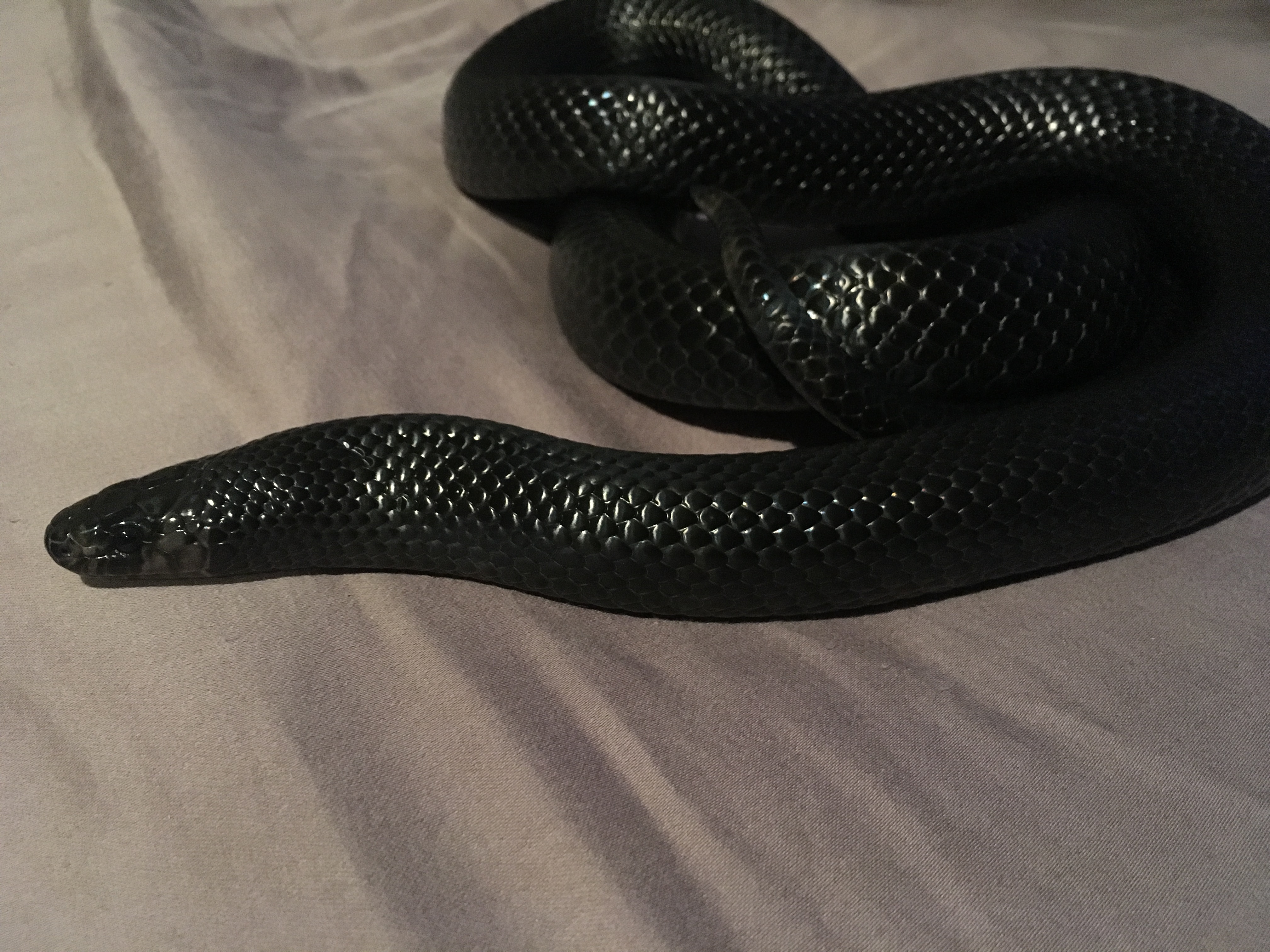 milksnake black