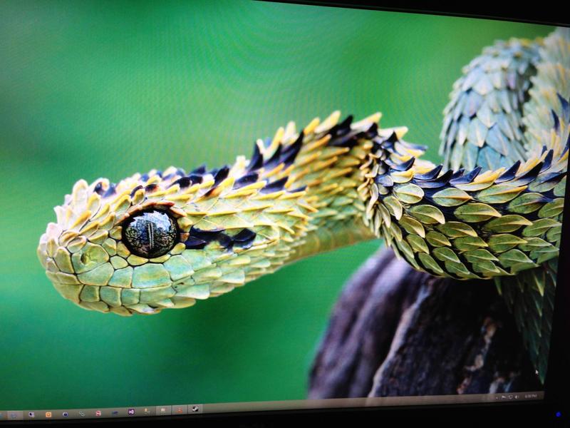 screen snake windows