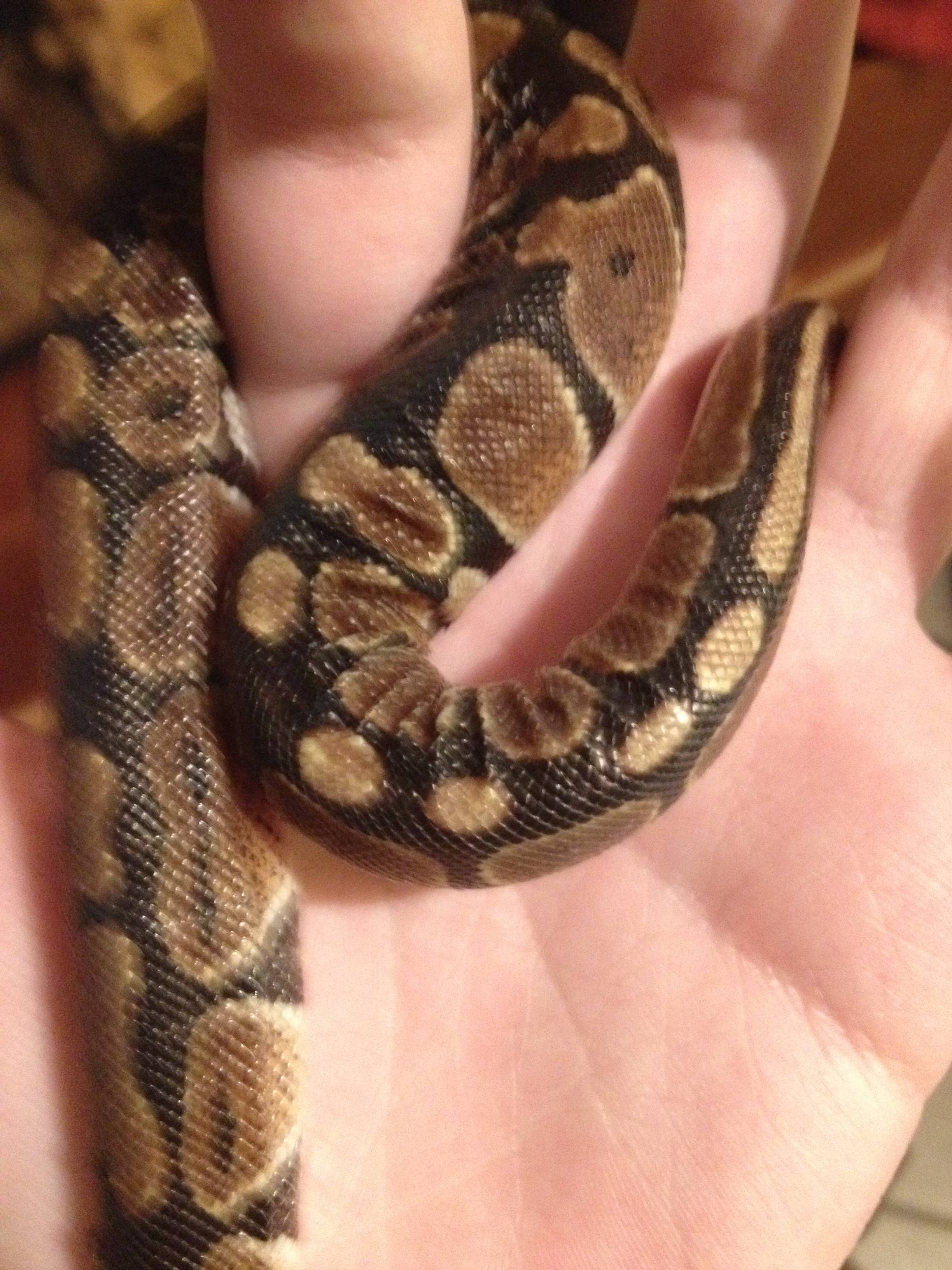 why is my snake so wrinkly?