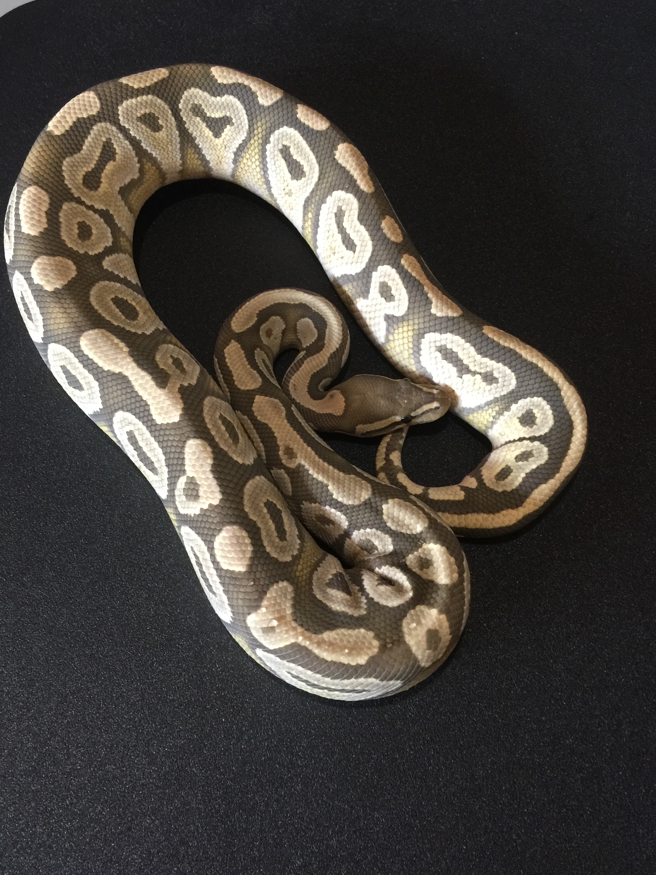 My new Mojave ghost