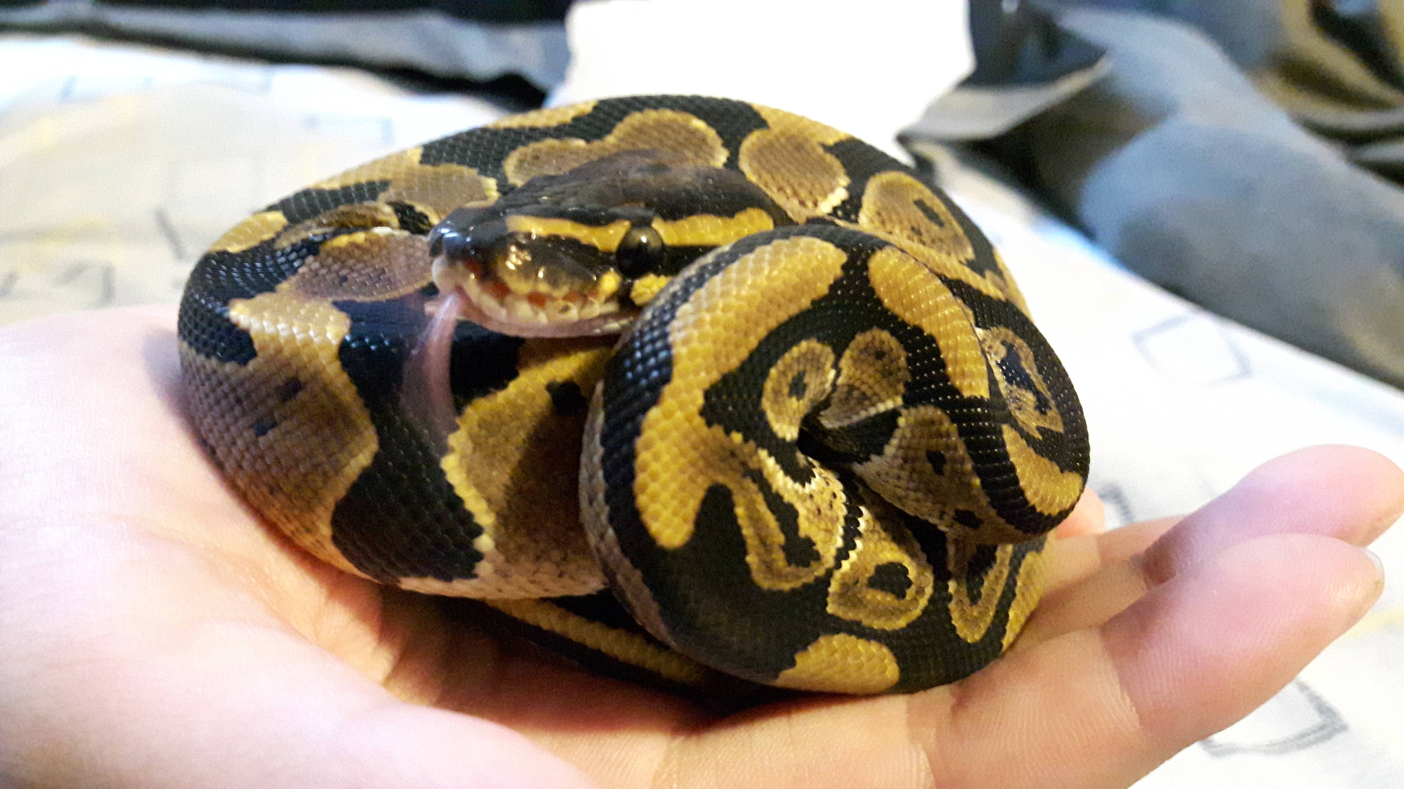 New baby ball python!