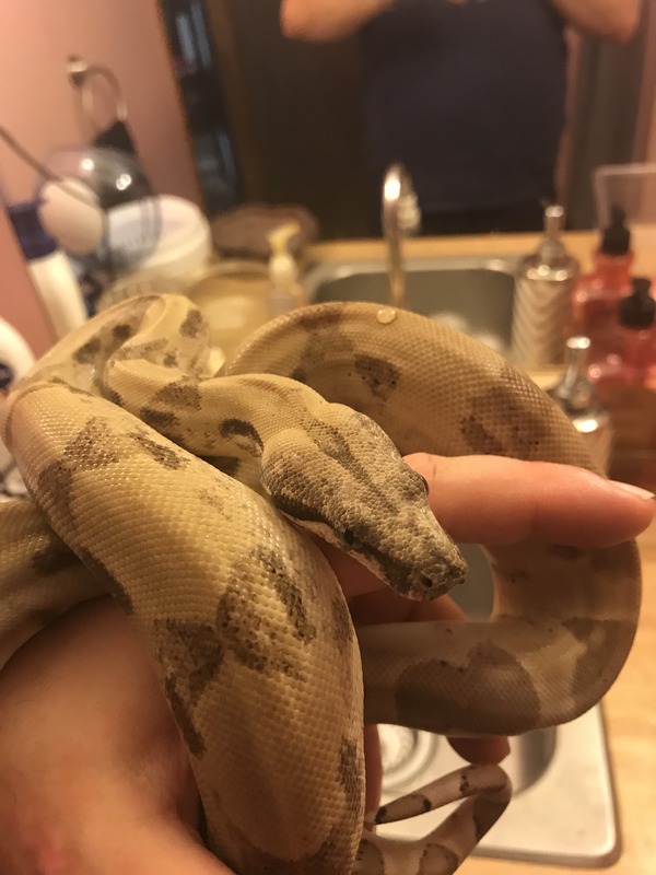 Ghost Boa - Female - ID#BC23079 – Firehorseexotics