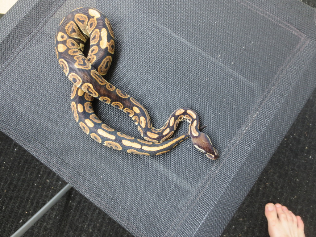 Black Pastel vs Normal