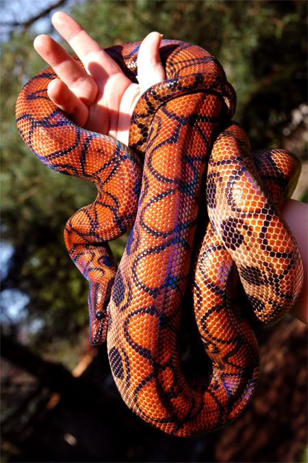 Get Brazilian Rainbow Boa Baby Images