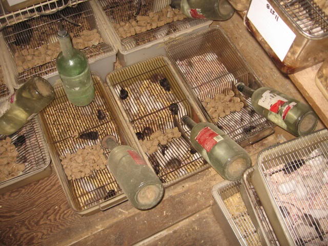 Breeding Rats Ratio Advice