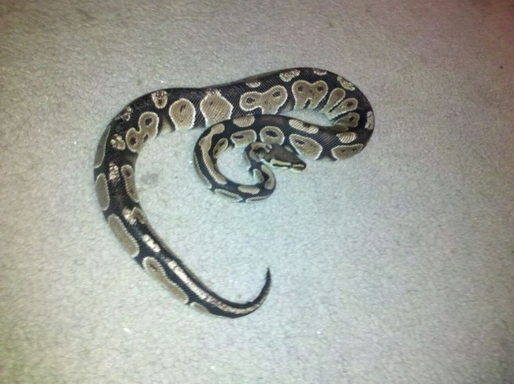 Boa and retic - general for sale - by owner - craigslist