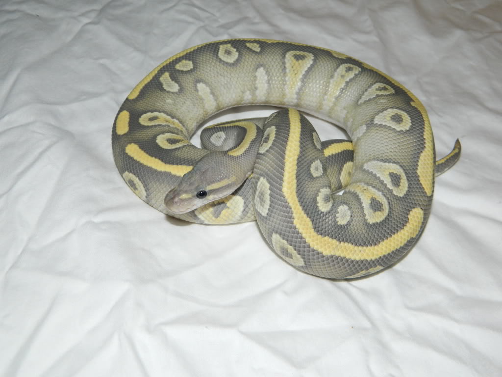 Ghost mojave