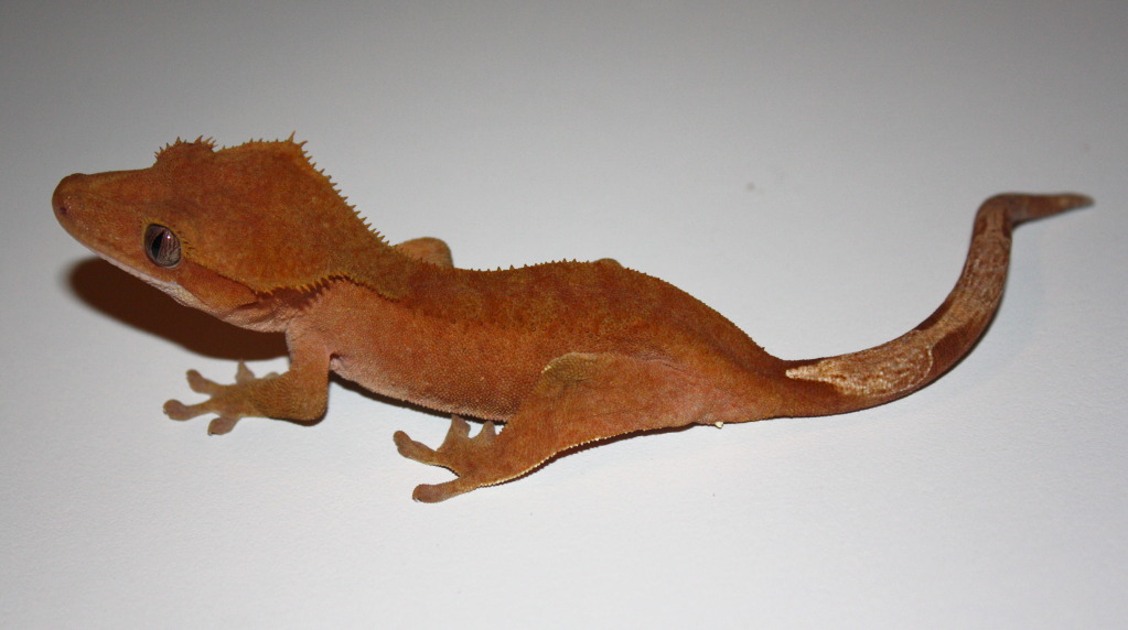 Crested Geckos: *Local Southern Arizona SALE*
