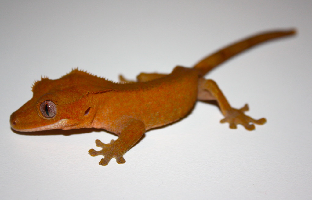 Crested Geckos: *Local Southern Arizona SALE*