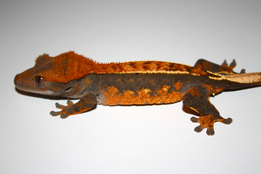 Crested Geckos: *Local Southern Arizona SALE*