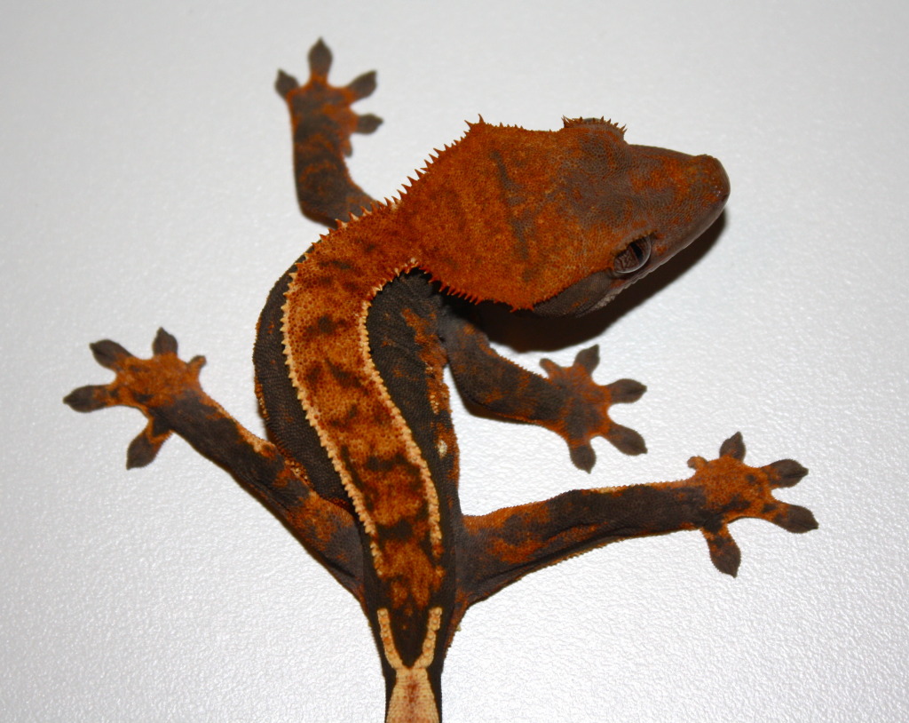 Crested Geckos: *Local Southern Arizona SALE*