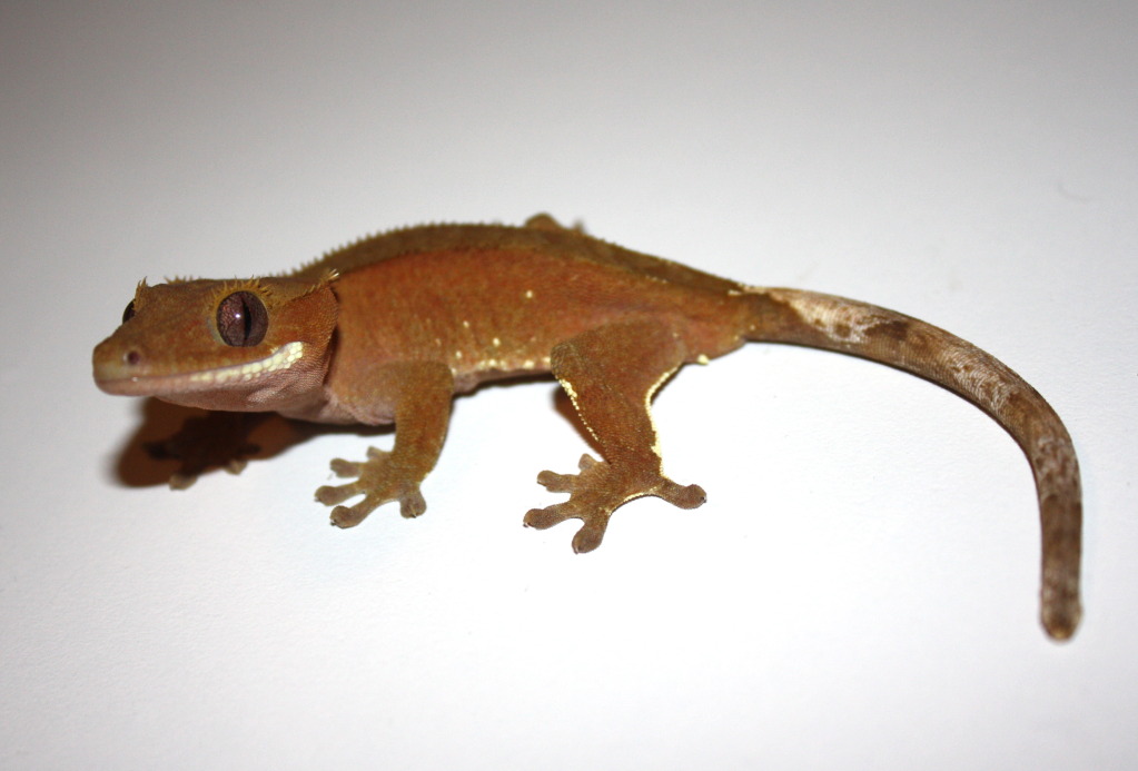 Crested Geckos: *Local Southern Arizona SALE*