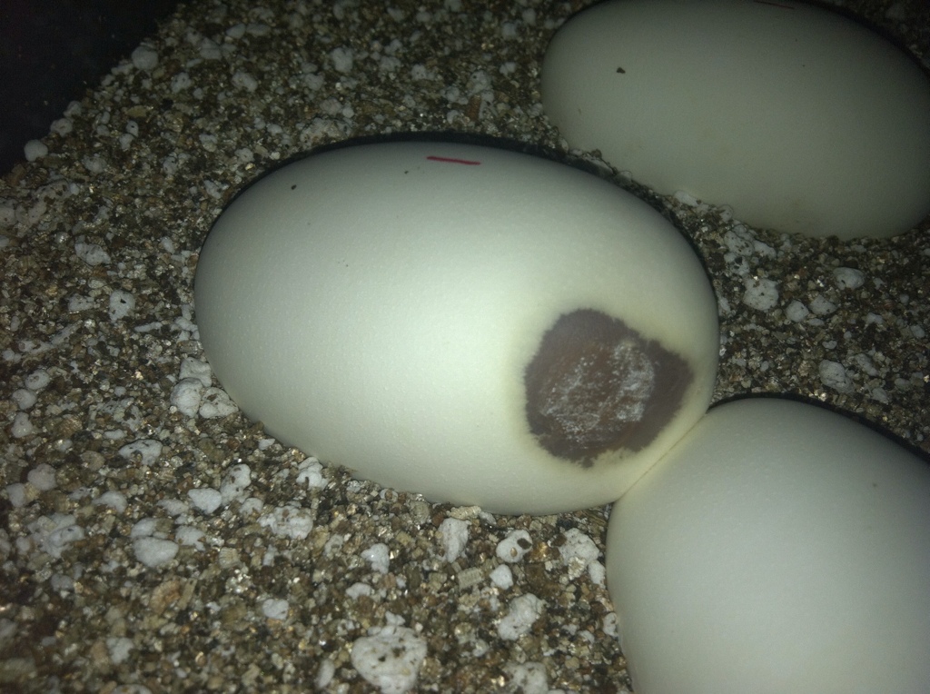 Problems with Eggs. What do you suggest?