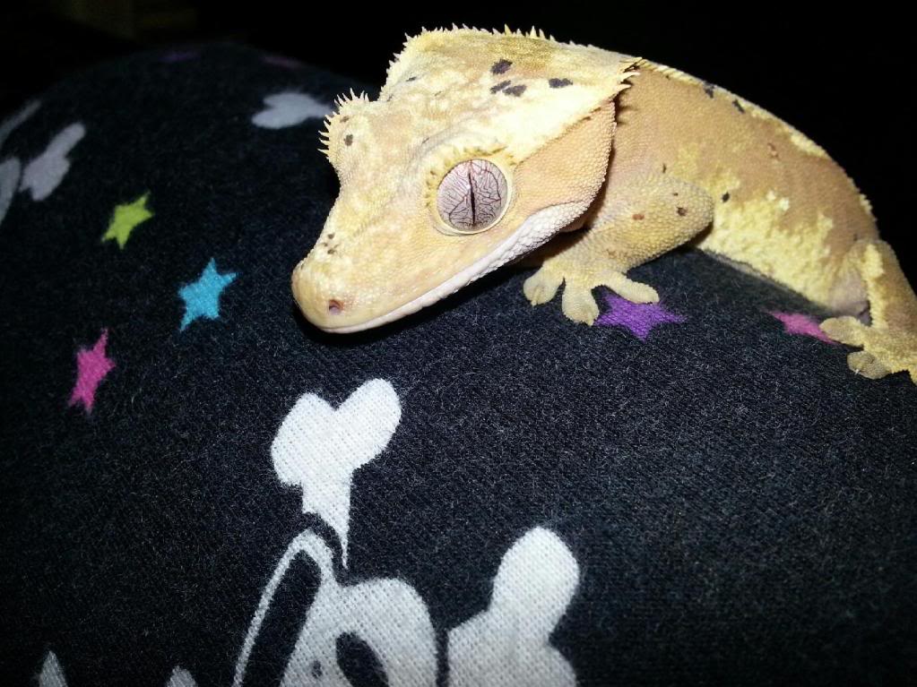 Do crested geckos change color?