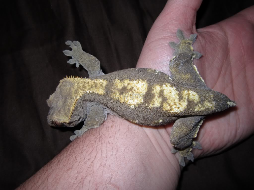 Do crested geckos change color?