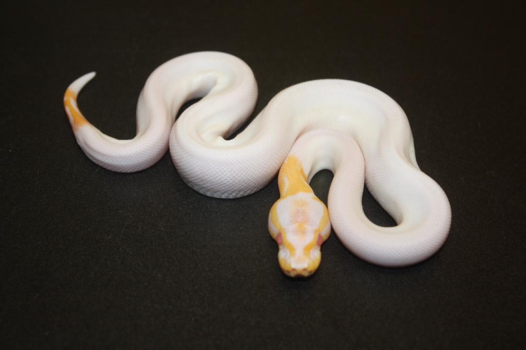 Black Pastel Ball Python Miniature // Figure // Ball Python 