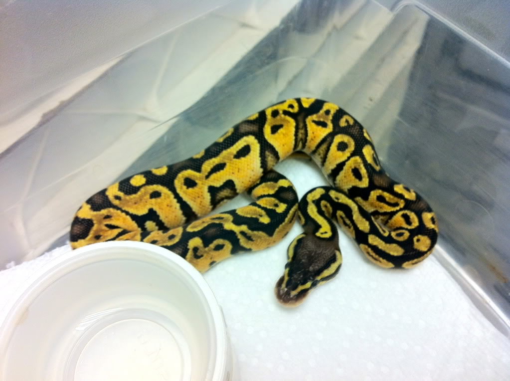 Pastel ball python price