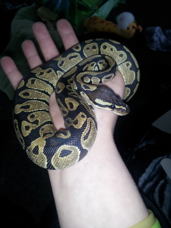 Interesting beginning to owning a ball python, help???